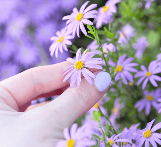 Aussie Native Pink Plantable Greeting Card